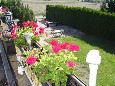 Bild anzeigen