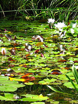 Der Botanische Garten in Ulm wird Sie verzaubern