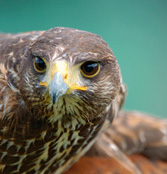 Greifvögel in Konzenberg hautnah erleben