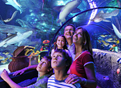 Legoland Aquarium ist ein Erlebnis