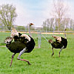 Straußenfarm Donaumoss - Eine der größten Straußenfarmen Deutschlands