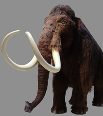 Eine Planwagentour zu den Höhlen im romantischen Lonetal, wo Eiszeitkünstler und Neandertaler ihre Spuren hinterließen