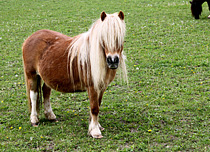 Reiten auf dem Ponyhof Schneider und in der schönen Umgebung Günzburg an der Donau